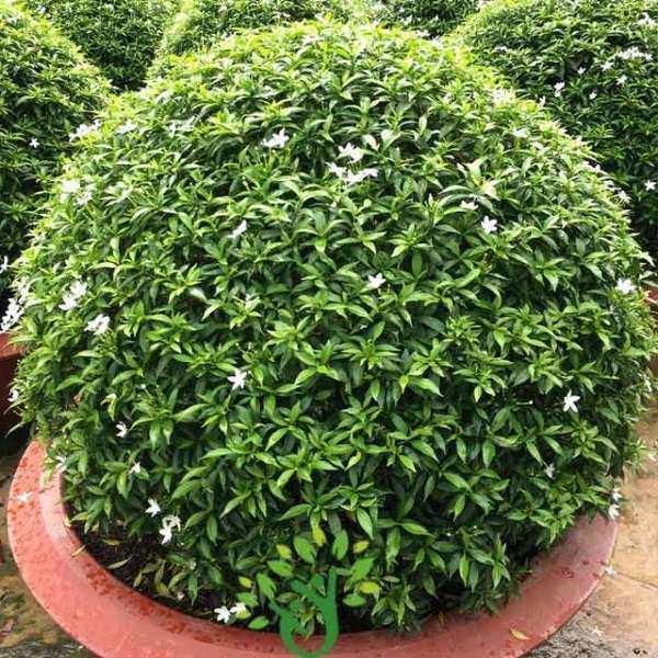 CÂY LỚN MAI VẠN PHÚC SIÊU ĐẸP SIÊU RẺ