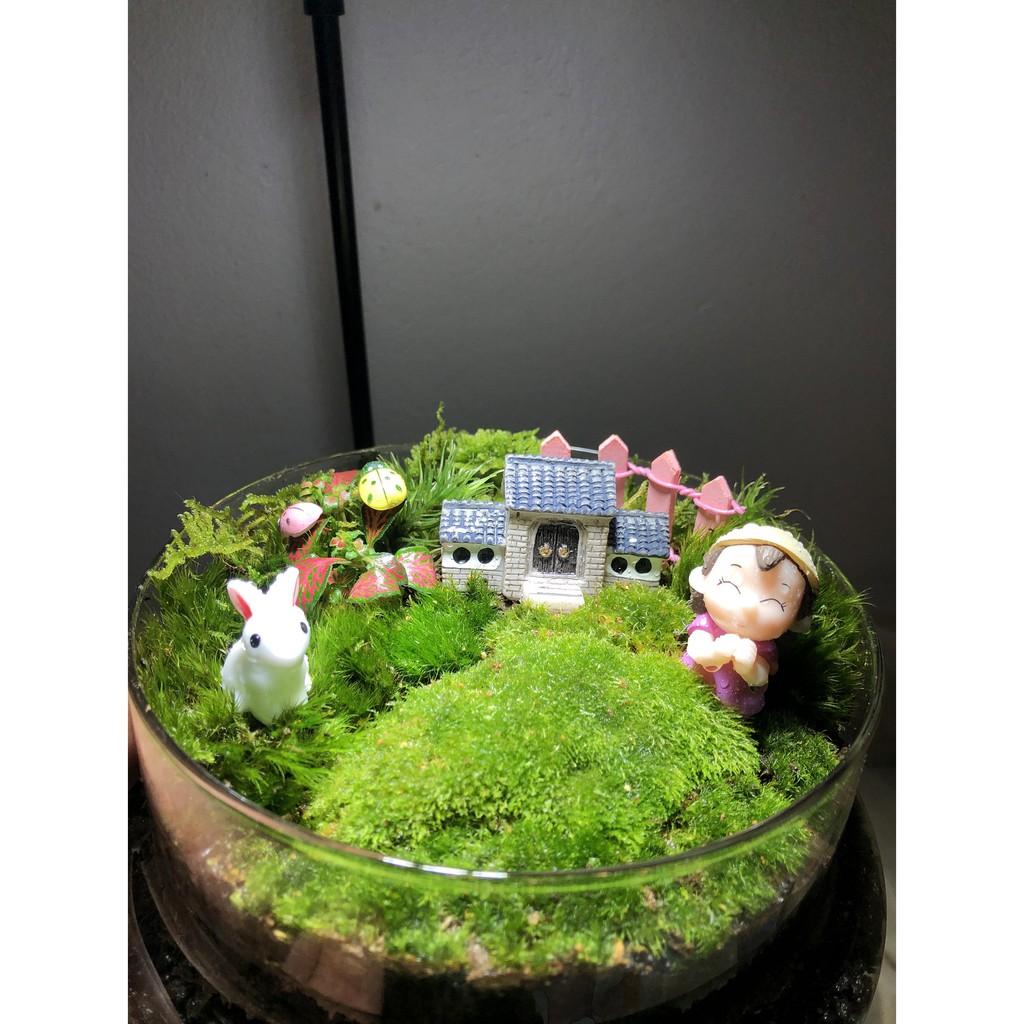 Combo Bình Terrarium, Đèn đế gỗ 3W, 1 tấc Rêu Weeping,03 ngọn Rêu đầu trắng, phân nền trộn dớn, 02 món trang trí