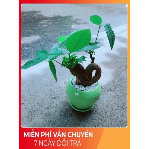 Chậu Kim Ngân Nơ