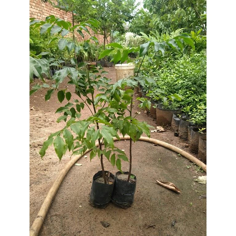 Cây gỗ lim cao 35cm