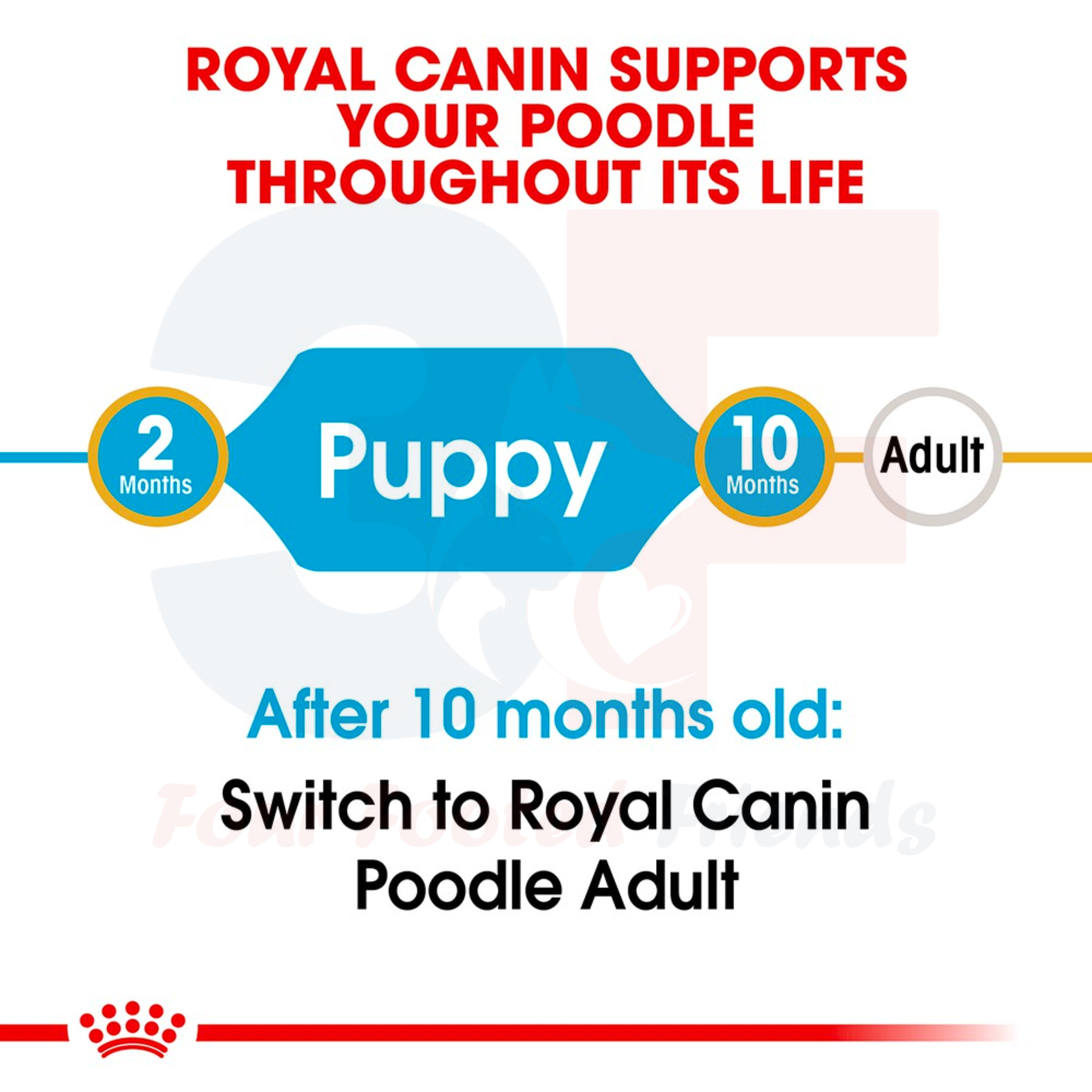 Thức Ăn Hạt Cho Chó Poodle Từ 2-10 Tháng Tuổi Royal Canin Poodle Junior