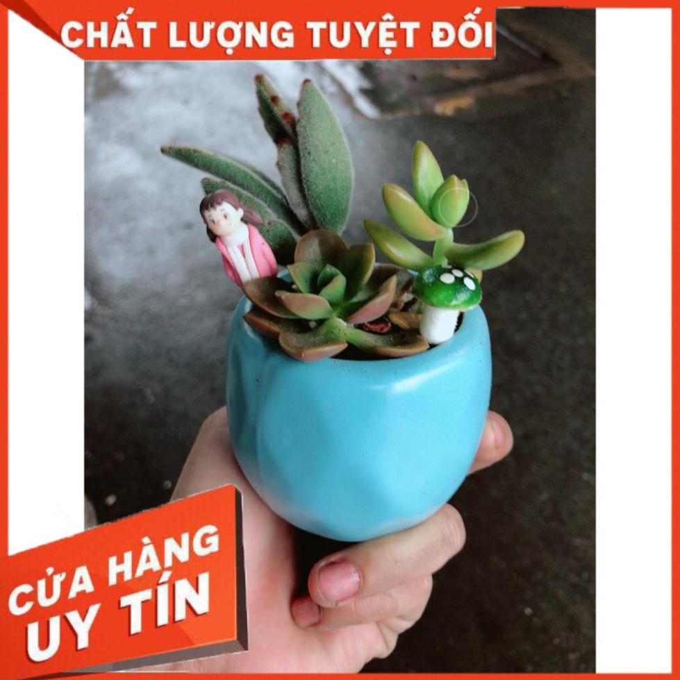 Chậu sen đá tiểu cảnh 7