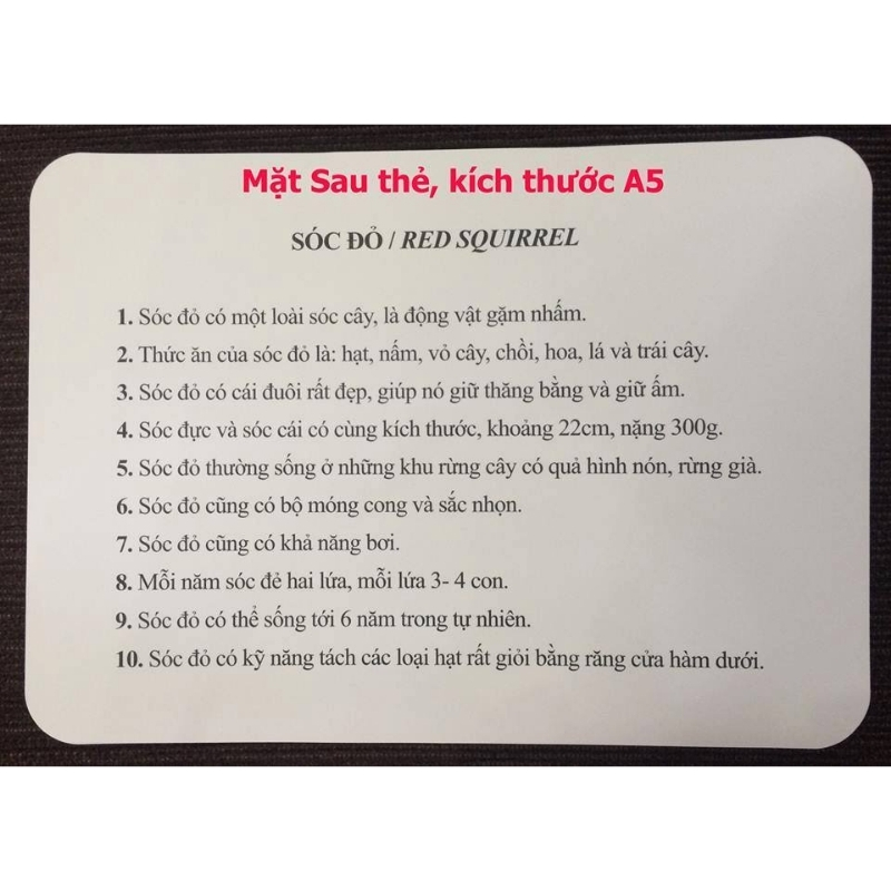 Thẻ Flashcard  Glenn Doman Cho Bé - Bộ 300 Thẻ Thế Giới Xung Quanh