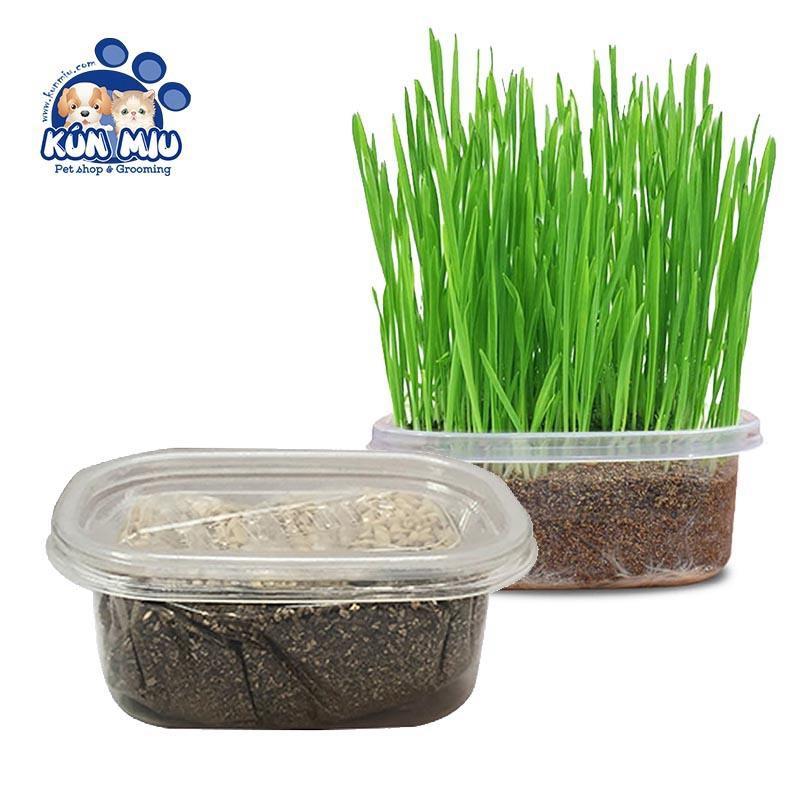 Set hộp hạt giống cỏ trồng và đất cho mèo - Set hạt giống cỏ Ngáo Và Gâu Đần