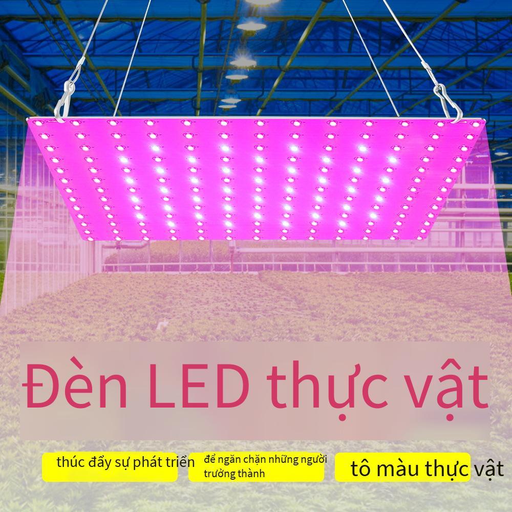 Đảm bảo chất lượng đèn led tăng trưởng thực vật bán chạy nhất trong nhà cây giống ánh sáng bổ sung đèn trồng cải cách hành chính toàn phổ tấm lượng tử đèn thực vật