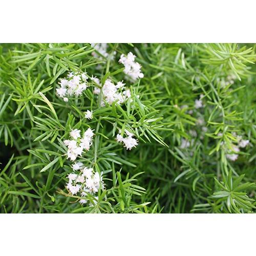 Hạt Giống Cây Tùng Đuôi Chồn Trúc Thiên Môn KNS3441 - Gói 5 hạt