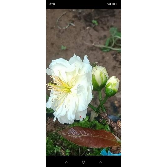 Cây giống cúc mai giống mới nhiều màu cây gửi như hình 2