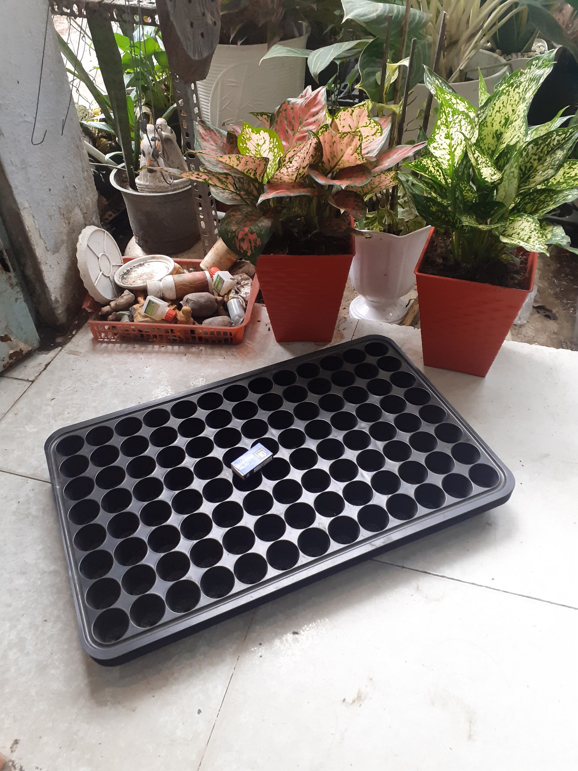 *** Combo 2 khay ươm hạt giống *** 104 lỗ màu đen *** dày, dẻo, dai ***