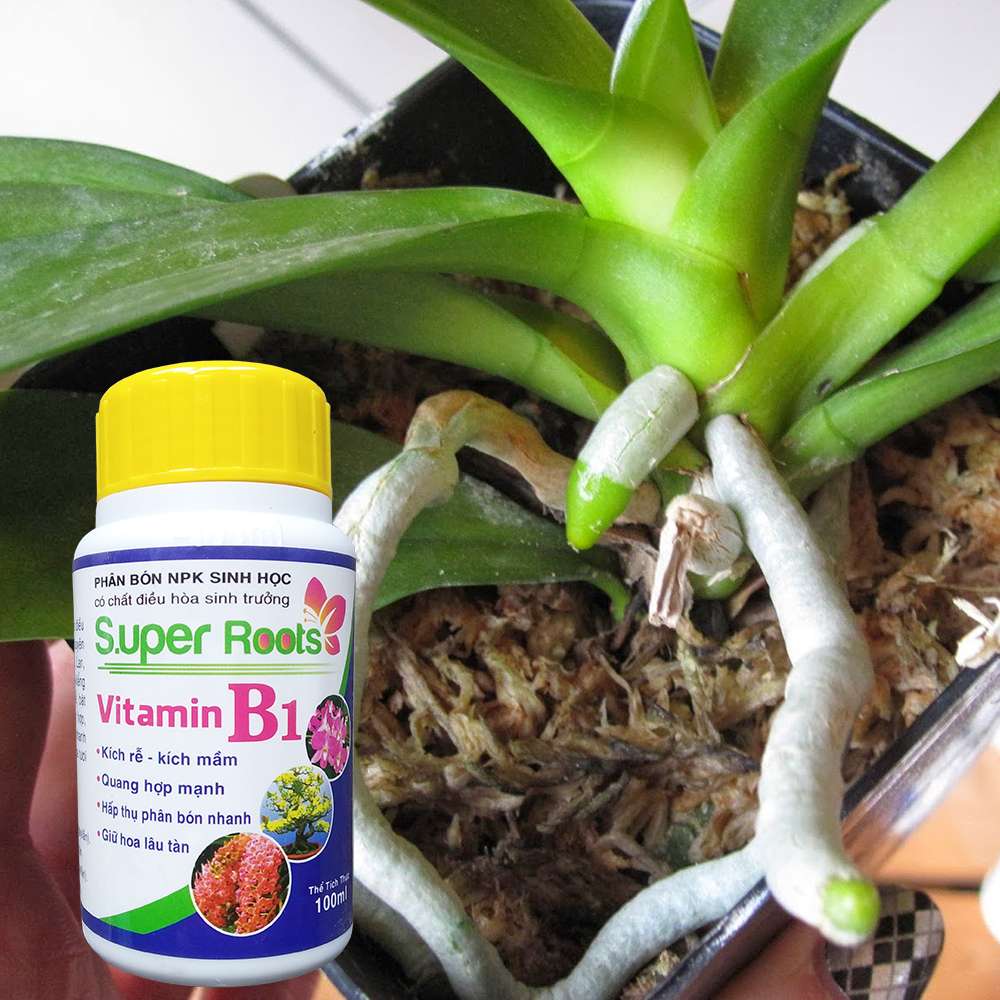 Super Root B1 Kích rễ - kích mầm - giữ hoa lâu tàn 100 ml