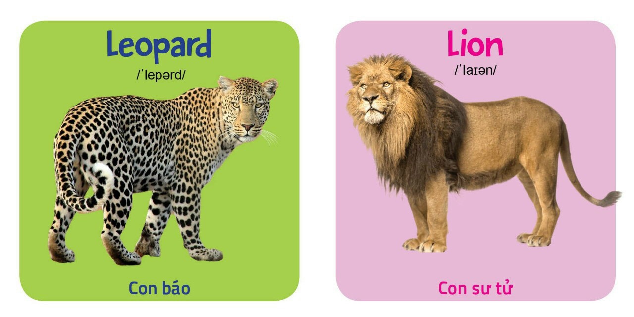 Từ điển hình ảnh đầu tiên cho bé khám phá thế giới - My first picture book