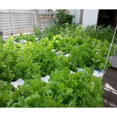 HẠT GIỐNG CẢI NGỌT ĐUÔI PHỤNG