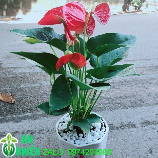 Chậu Cây Hồng Môn