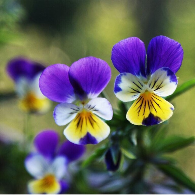 GÓI 50 Hạt Giống Hoa Pansy /Hoa Cánh Bướm Mix Nhiều Màu ĐẾN MÙA TRỒNG TẾT