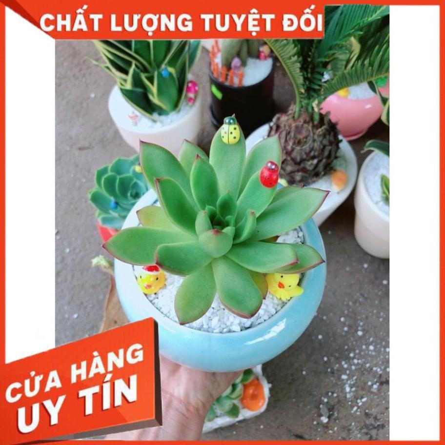 Chậu cây sen đá viền đỏ Nhiều Người Mua