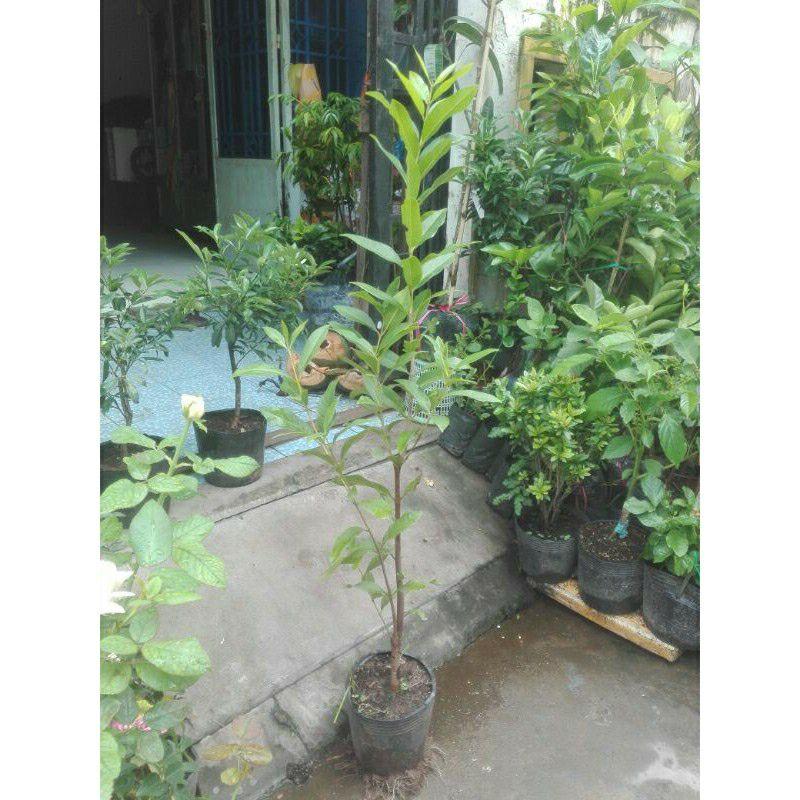 Cây Vối nếp cây cao
