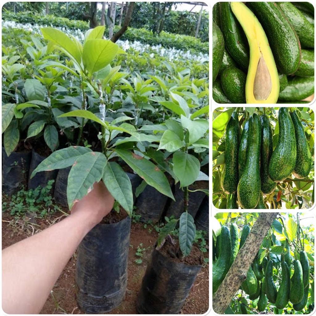 Cây giống Bơ tứ quý.