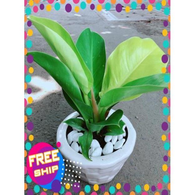 Chậu Trầu Bà Đế Vương