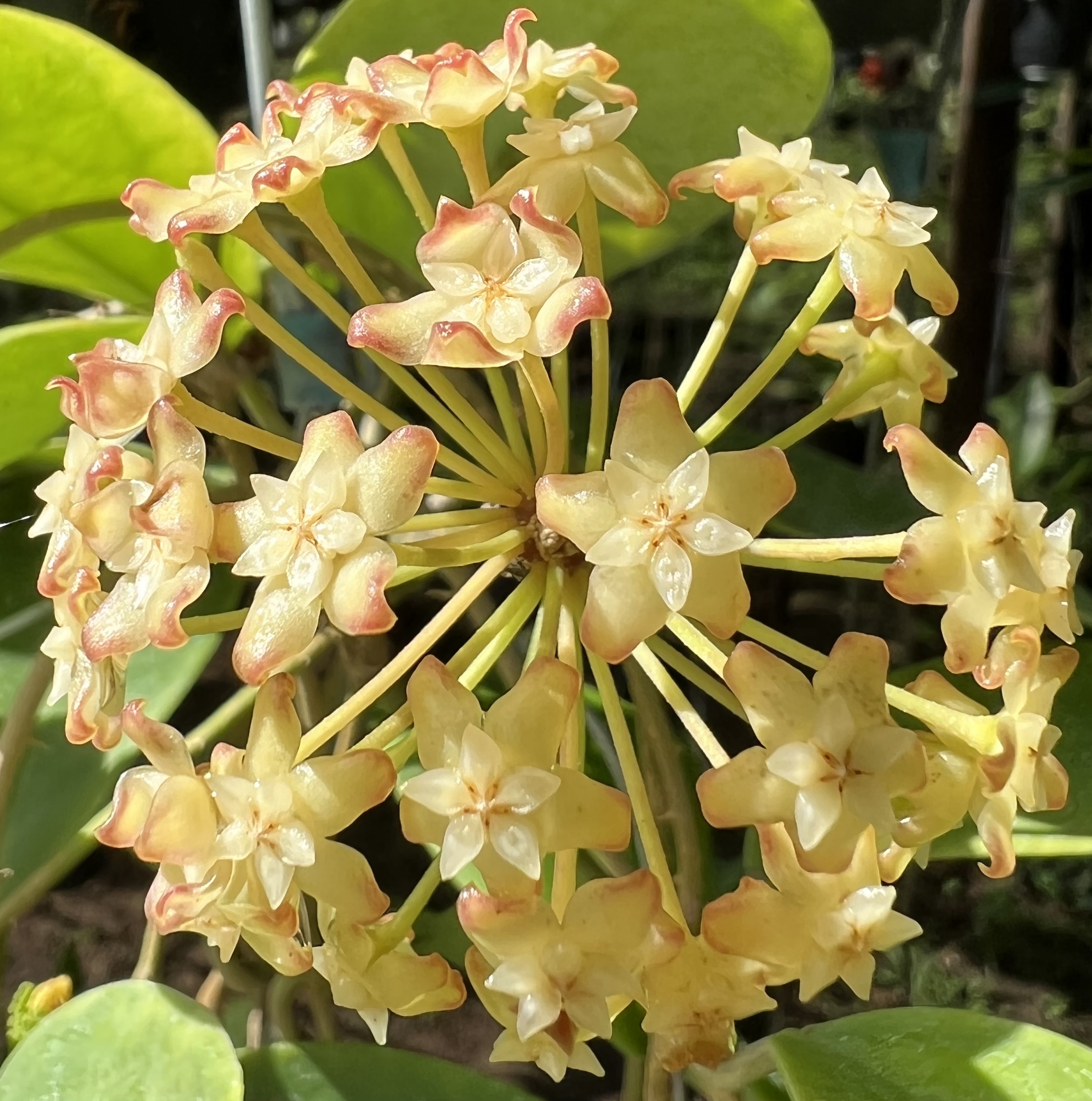 Chậu hoa Cẩm cù crassicaulis thân leo kích thước như hình, hoa rất thơm mùi gừng, ra hoa quanh năm