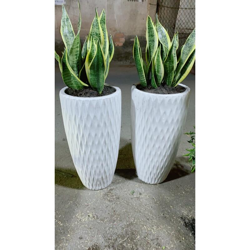 Chậu Lưỡi Hổ