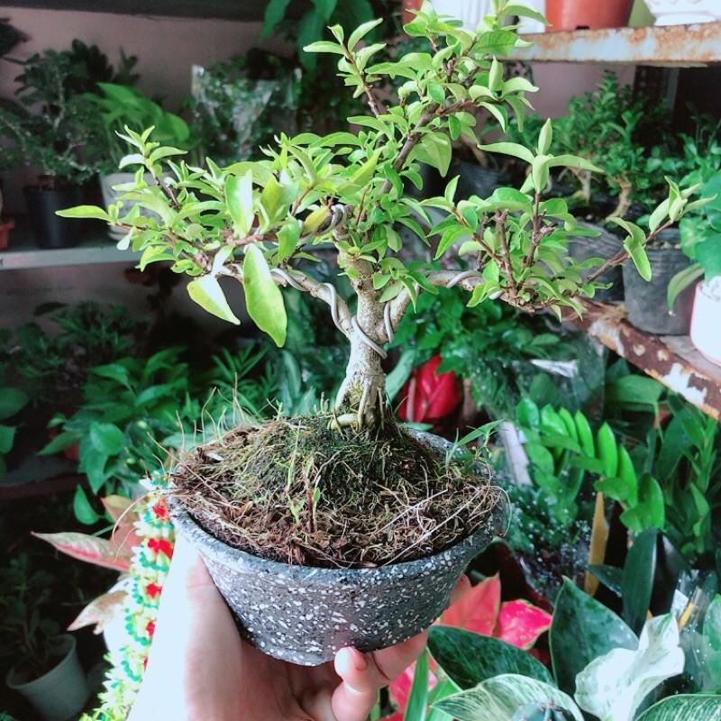 Chậu Cây Mai Chiếu Thuỷ Bonsai