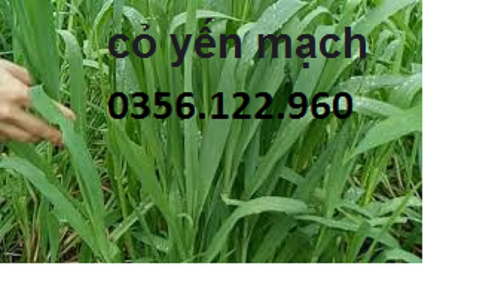 500g Hạt giống cỏ yến mạch - cỏ chịu lạnh , chịu sương muối trồng trong chăn nuôi