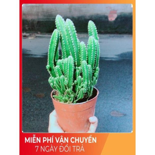 Xương Rồng Thanh Sơn Size Lớn