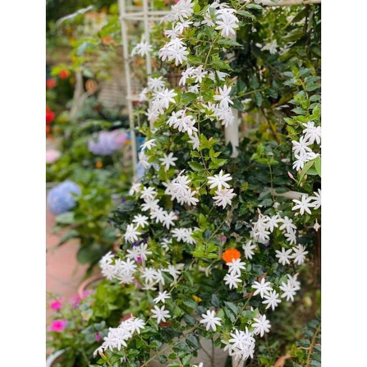 CHẬU HOA GIỐNG HOA NGUYỆT QUẾ LEO