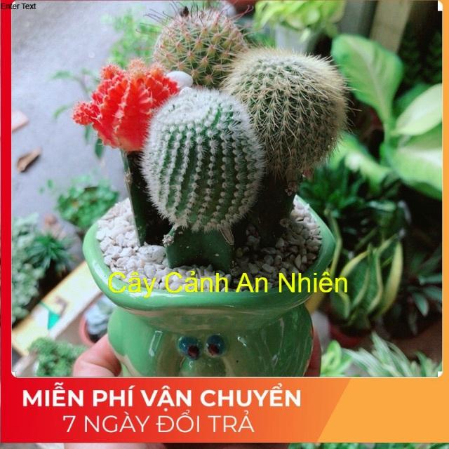 Chậu Xương Rồng Mix Nhiều Màu