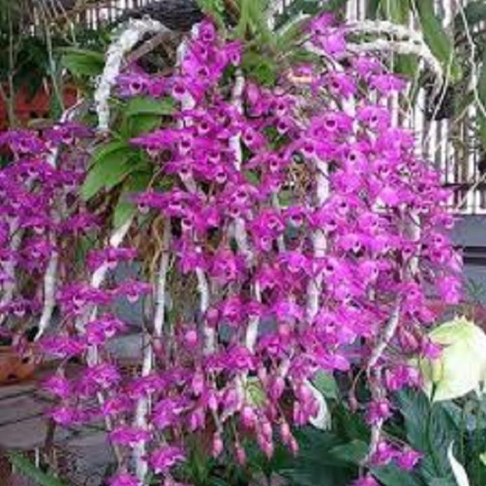 Hoa lan - trầm rừng myamar