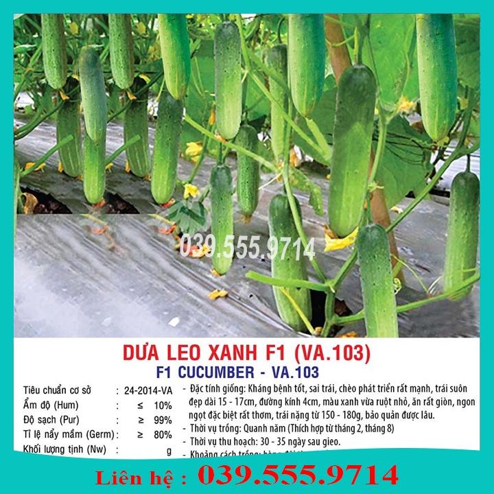 HẠT GIỐNG DƯA LEO XANH F1 VA103 1GRAM - SIÊU NĂNG SUẤT