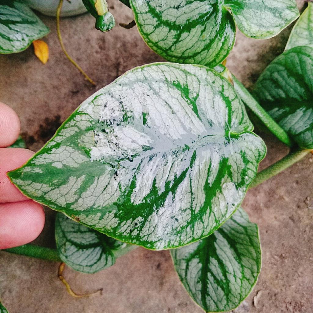Cây tắc kè thái (giống mới) - cây leo tường + tặng phân bón cho cây mau lớn