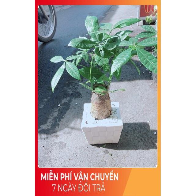 Chậu Kim Ngân Chân Voi