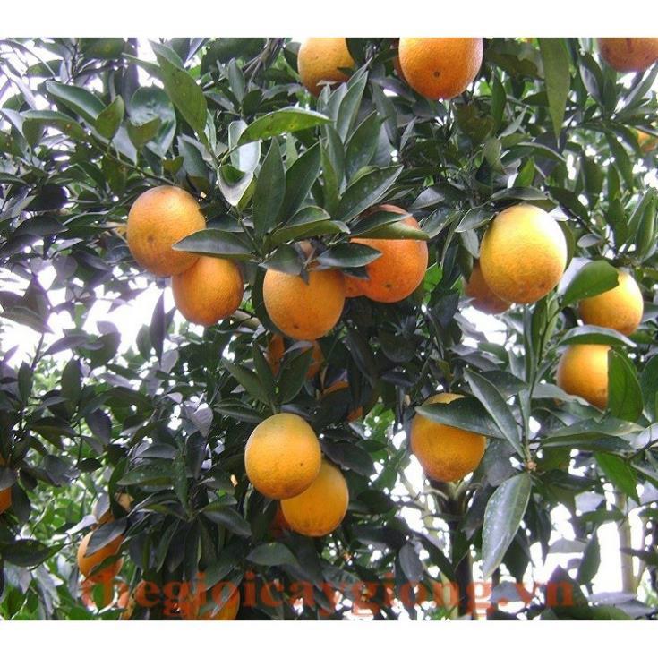 CÂY GIỐNG CAM Valencia -V2