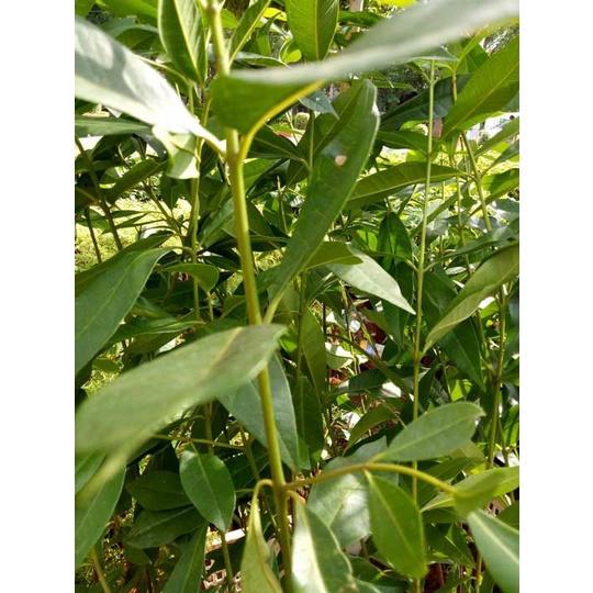 Cây giống chè vối nếp