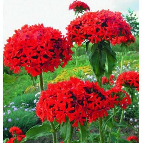 Hạt Giống Hoa Thu La Đỏ - 1 gói 50 hạt