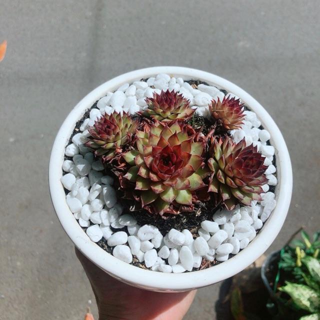 Chậu Sen Phật Bà Đỏ