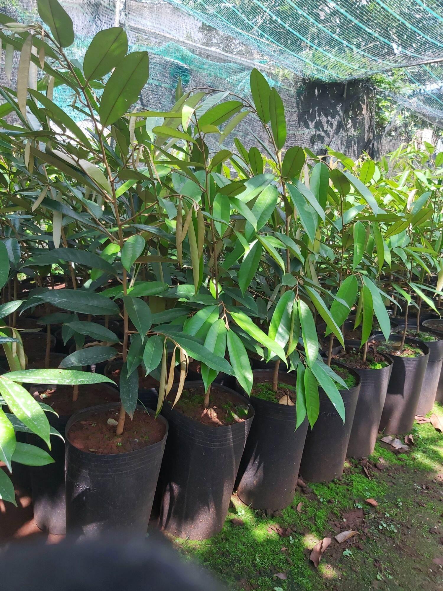 CÂY GIỐNG SẦU RIÊNG ÓC KHỈ