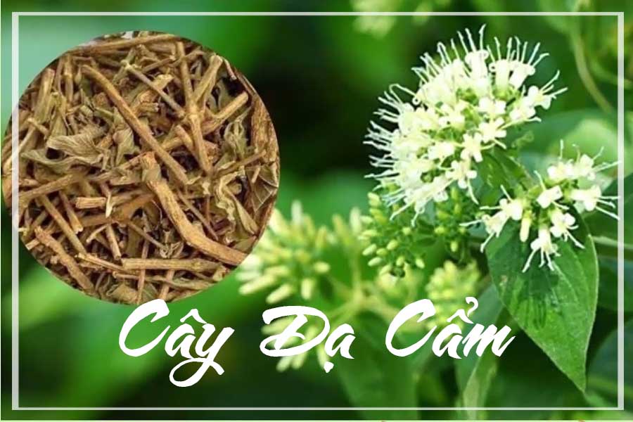 Cây dạ cẩm khô sạch đóng gói 1 kg