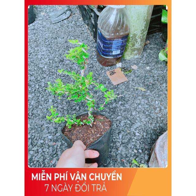 Cây Sam Núi Bonsai