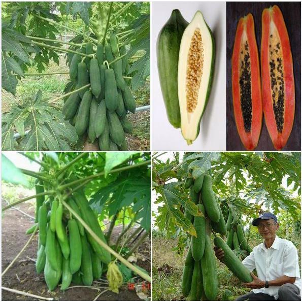 Hạt Giống Đu Đủ Lùn Phuket Thái Lan Siêu Ngọt-gói 10 hạt/tặng kèm gói phân bón lót