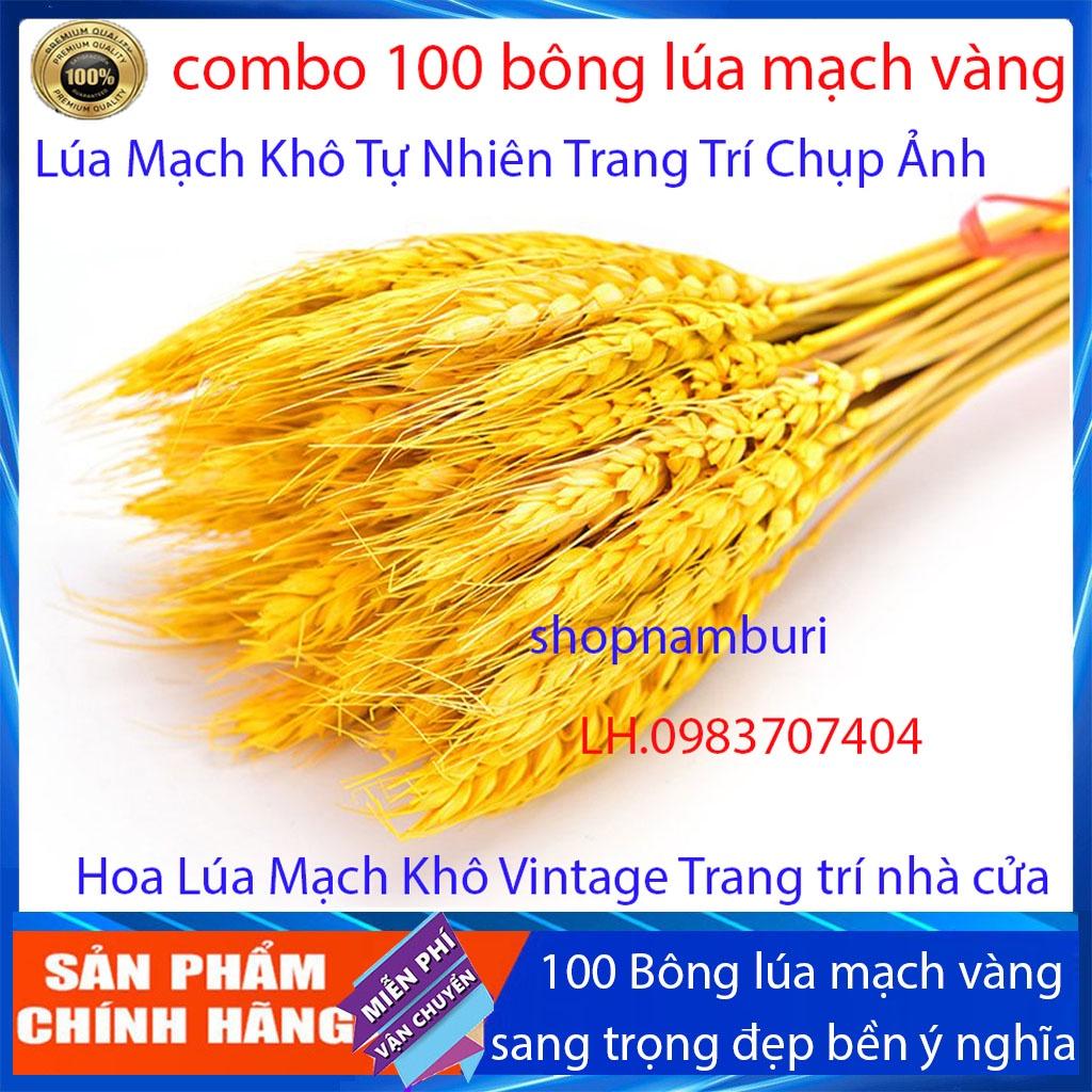 Bó 100 Bông Lúa Mạch Khô Decor Trang Trí màu vàng - Siêu đẹp