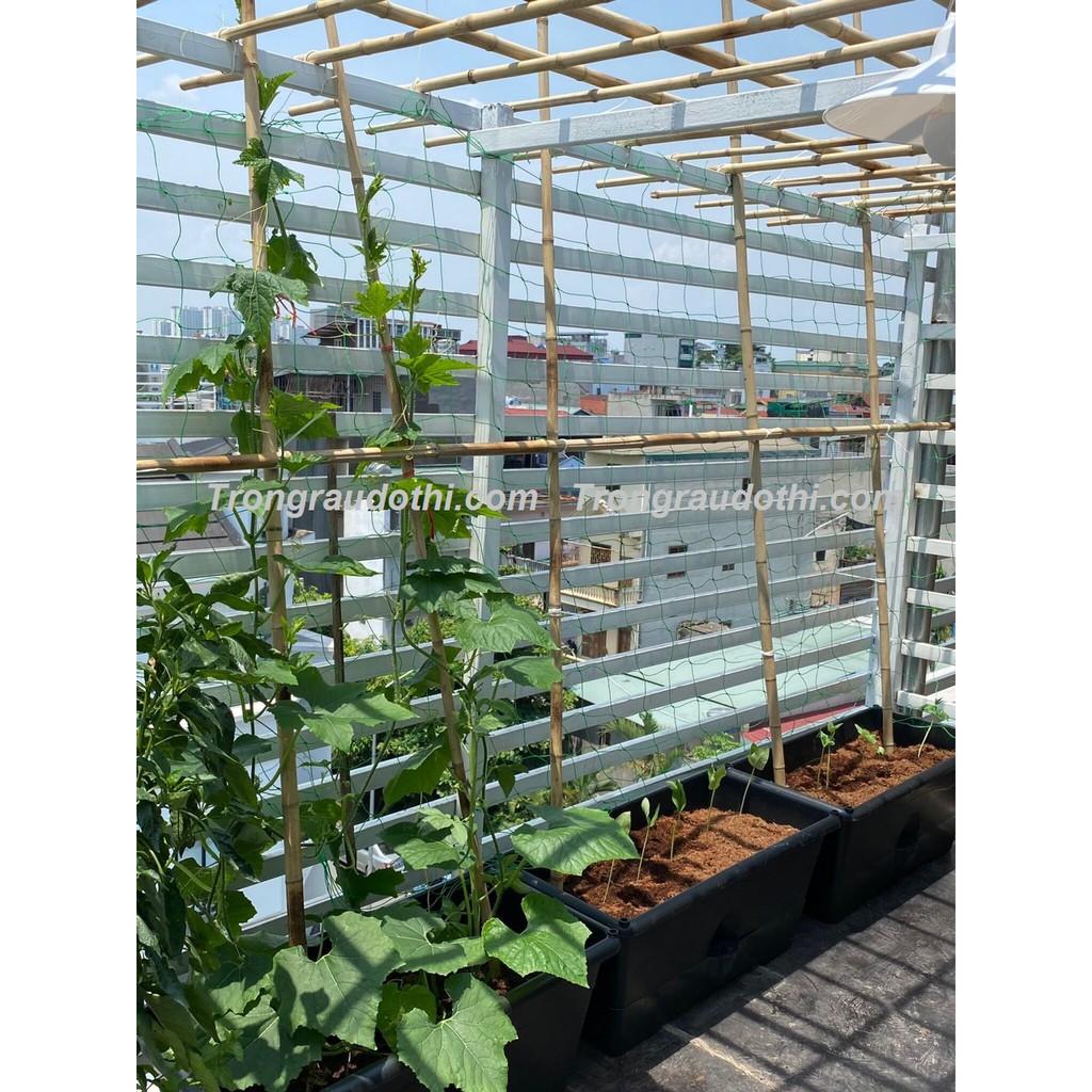 Combo 5 Khay Trồng Rau Bán Thủy Canh Dosa - Cung Cấp Bởi Trồng Rau Đô Thị