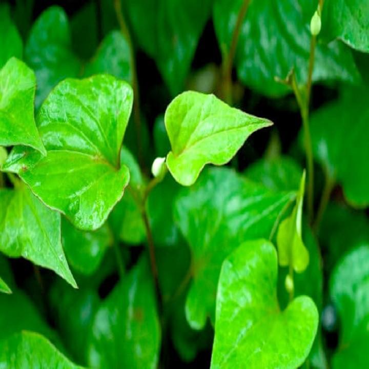 CÂY RAU DIẾP CÁ, CÂY RAU DIẾP CÁ - BẦU CÂY GIỐNG NHIỀU THÂN