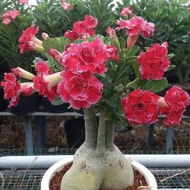 Sứ thái  ghép  nhiều màu cây  sắp hoa