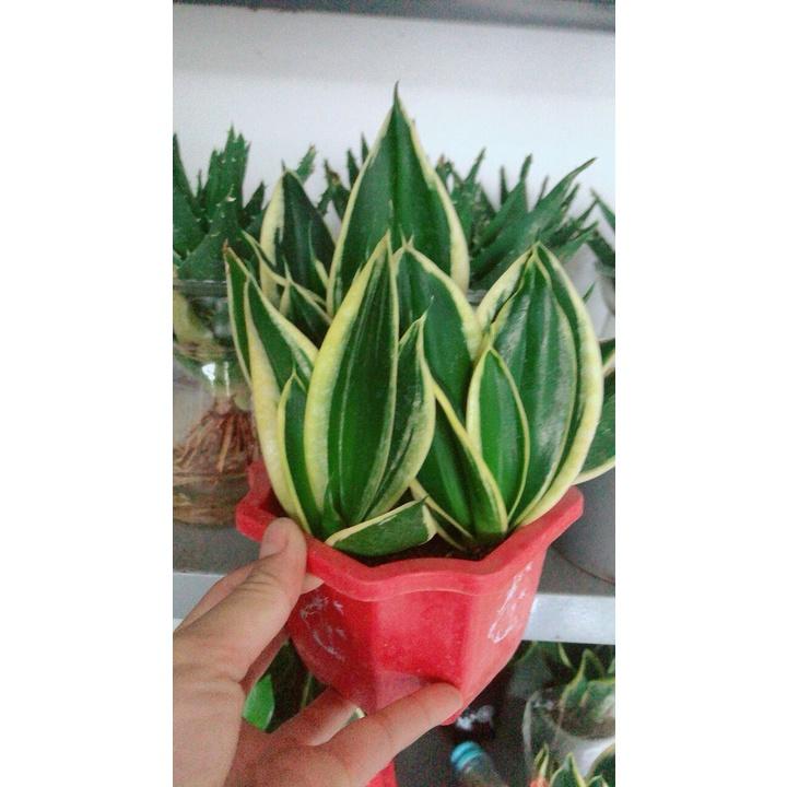 Lưỡi Hổ Thái hàng đẹp