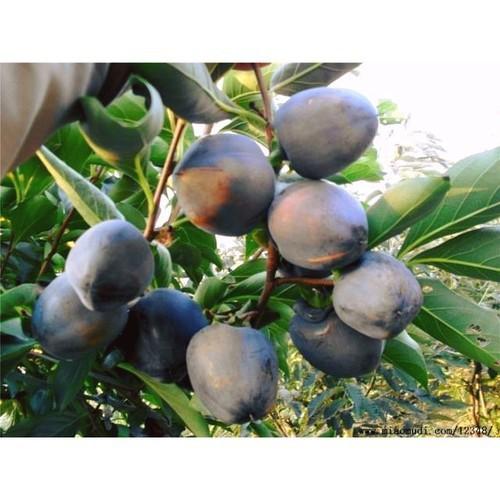 CÂY GIỐNG HỒNG ĐEN SOCOLA NHIỆT ĐỚI SIÊU NGON, CAM KẾT CHUẨN GIỐNG F1 - CGHDSCLF1
