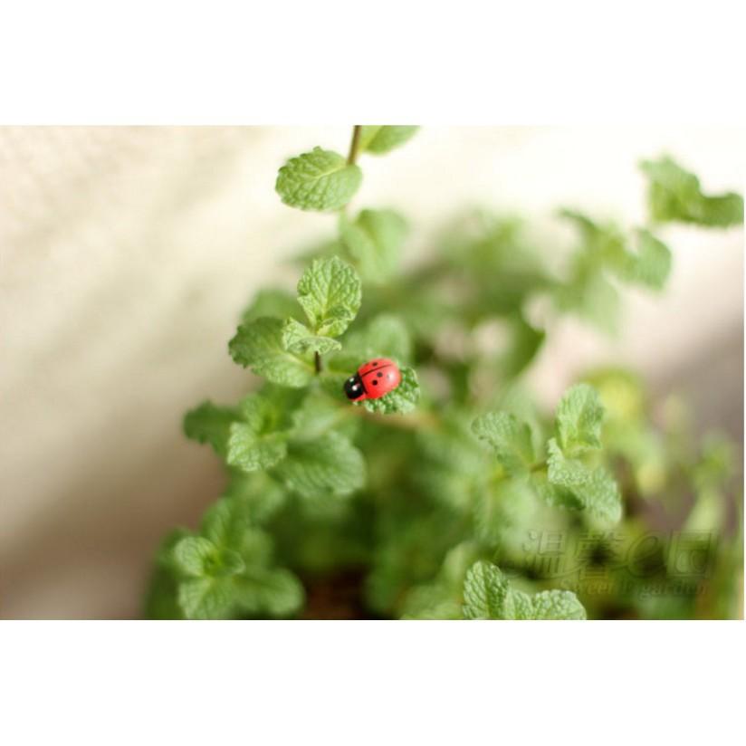 Combo 05 mô hình bọ dừa Ladybug trang trí công trình bonsai, miniature, tiểu cảnh