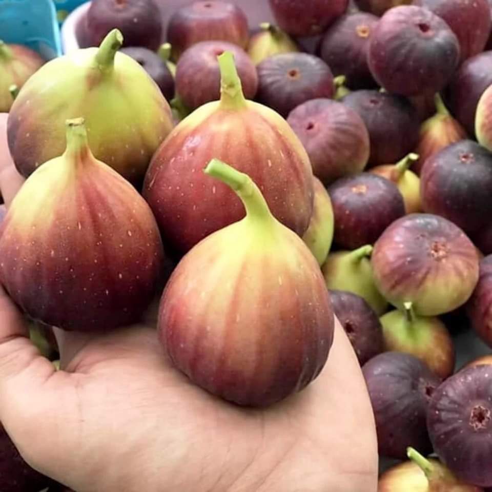 Cây giống sung mỹ lùn trồng cho trái ngay
