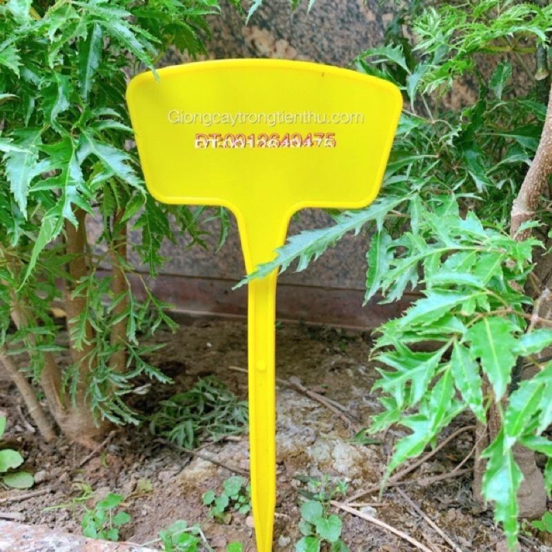 THẺ CỠ TO GHI TÊN CÂY TRỒNG,ĐỒ VẬT