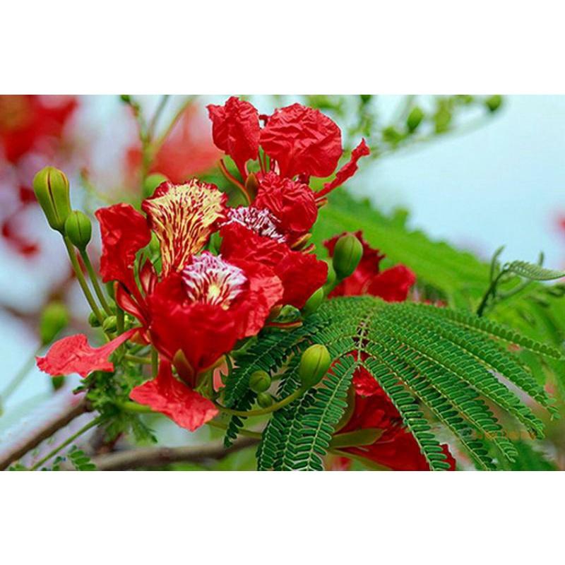 500gram hạt giống phượng vĩ